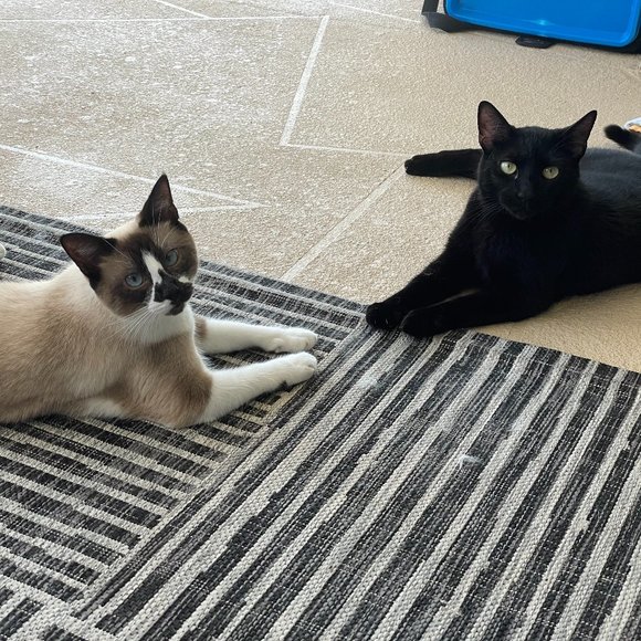 Meet your Posher, Stephanie - Picture 2 of 4